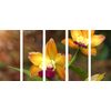 5-dielny obraz unikátna zlatá orchidea