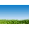 Samolepiaca tapeta tráva pod modrou oblohou