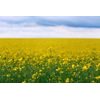 Samolepiaca fototapeta repkové pole