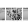 5-dielny obraz bylinky pri západe slnka v čiernobielom prevedení