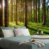 Samolepiaca fototapeta kúzlo ranného lesa