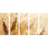 5-dielny obraz detail pšenice