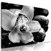 Obraz čiernobiely kvet orchidei