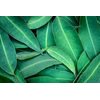 Samolepiaca fototapeta eukalyptové listy