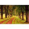 Samolepiaca tapeta chodník uprostred jesenných stromov