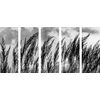 5-dielny obraz poľná tráva s nebeským pozadím v čiernobielom prevedení