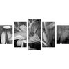 5-dielny obraz maľovaná ľalia v čiernobielom prevedení