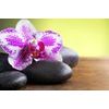 Obraz zaujímavo sfarbená orchidea a Zen kamene