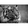 Samolepiaca fototapeta sústredený pohľad tigra v čiernobielom prevedení