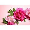 Samolepiaca fototapeta ružové kvety pivónie