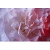 Samolepiaca fototapeta nežné ružové lupene