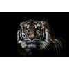 Samolepiaca fototapeta dravý pohľad tigra