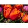 Nádherná samolepiaca tapeta červené tulipány