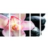 5-dielny obraz ružový kvet orchidei