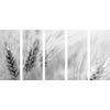 5-dielny obraz detail pšenice v čiernobielom prevedení