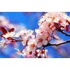 Obraz jarné kvietky čerešne