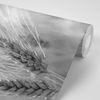 Očarujúca samolepiaca fototapeta detail pšenice v čiernobielom prevedení