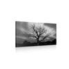 Obraz strom s nádherným pozadím v čiernobielom prevedení