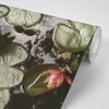 Samolepiaca fototapeta rybník s lotosovými kvetmi