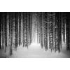 Fototapeta čiernobiele stromy pokryté snehovou nádielkou