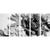 5-dielny obraz pôvabné ružové pivónie v čiernobielom prevedení