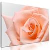 Obraz precízny detail na oranžovú ružu