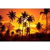 Obraz kokosové palmy v žiare slnka