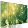 5-dielny obraz nádherná ranná lúka
