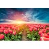 Samolepiaca tapeta východ slnka nad tulipánovým poľom