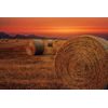 Fototapeta pole s balíkmi sena
