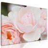 Obraz pôvabné ruže