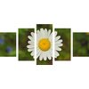 5-dielny obraz krásny lúčny kvet