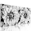Obraz jemné rozkvitnuté dálie v čiernobielom prevedení