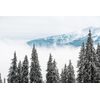 Samolepiaca fototapeta stromy pokryté čerstvým snehom