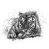 Tapeta čiernobiela maľba bengálskeho tigra