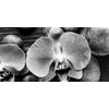 Obraz orchidea a Zen kamene na drevenom pozadí v čiernobielom prevedení