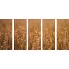 5-dielny obraz pšeničné pole