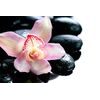 Fototapeta detail tropickej orchidey