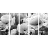 5-dielny obraz jedinečné divé maky v čiernobielom prevedení