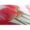 Obraz elegantné tulipány