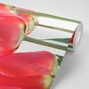 Samolepiaca fototapeta elegantné tulipány