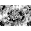 Očarujúca čiernobiela samolepiaca tapeta rozkvitnuté pivónie