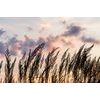Obraz steblá poľnej trávy s nádherným pozadím