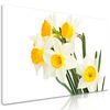 Obraz jemné jarné narcisy
