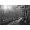 Fototapeta čiernobiela rozprávková cesta lesom