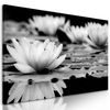 Obraz nádherné lekno v čiernobielom prevedení
