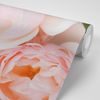 Samolepiaca fototapeta detail pastelovej ruže