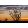 Samolepiaca fototapeta krík pri západe slnka