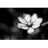 Samolepiaca fototapeta osamelý kvet krasuľky v čiernobielom prevedení