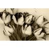 Obraz rozkvitnuté tulipány v sépiovom prevedení